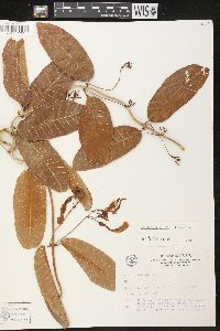 Image of Odontadenia nitida