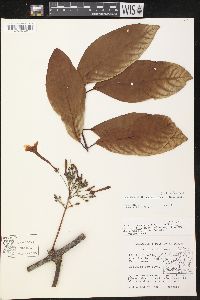 Image of Odontadenia puncticulosa