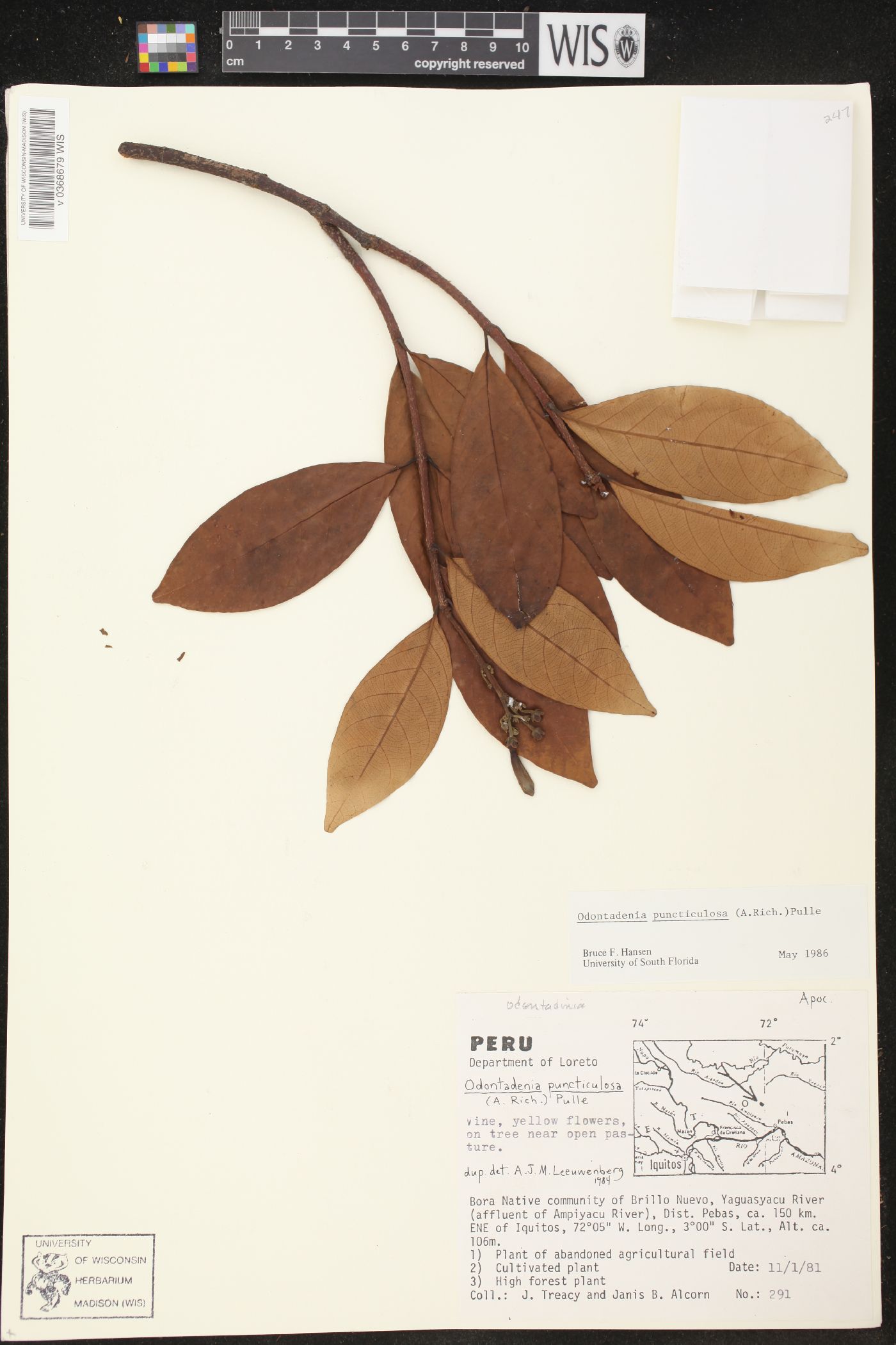 Odontadenia puncticulosa image