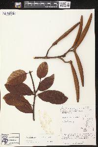 Odontadenia puncticulosa image