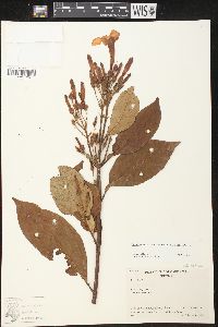 Odontadenia puncticulosa image