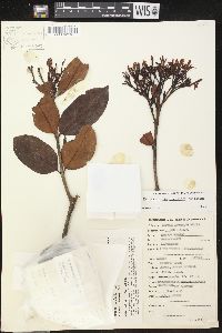 Parahancornia peruviana image