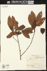 Media resource of Parahancornia fasciculata