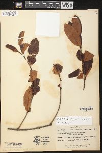 Media resource of Parahancornia krukovii
