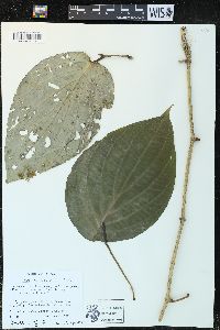 Piper subsessilifolium image