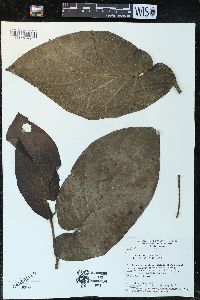 Piper coccoloboides image