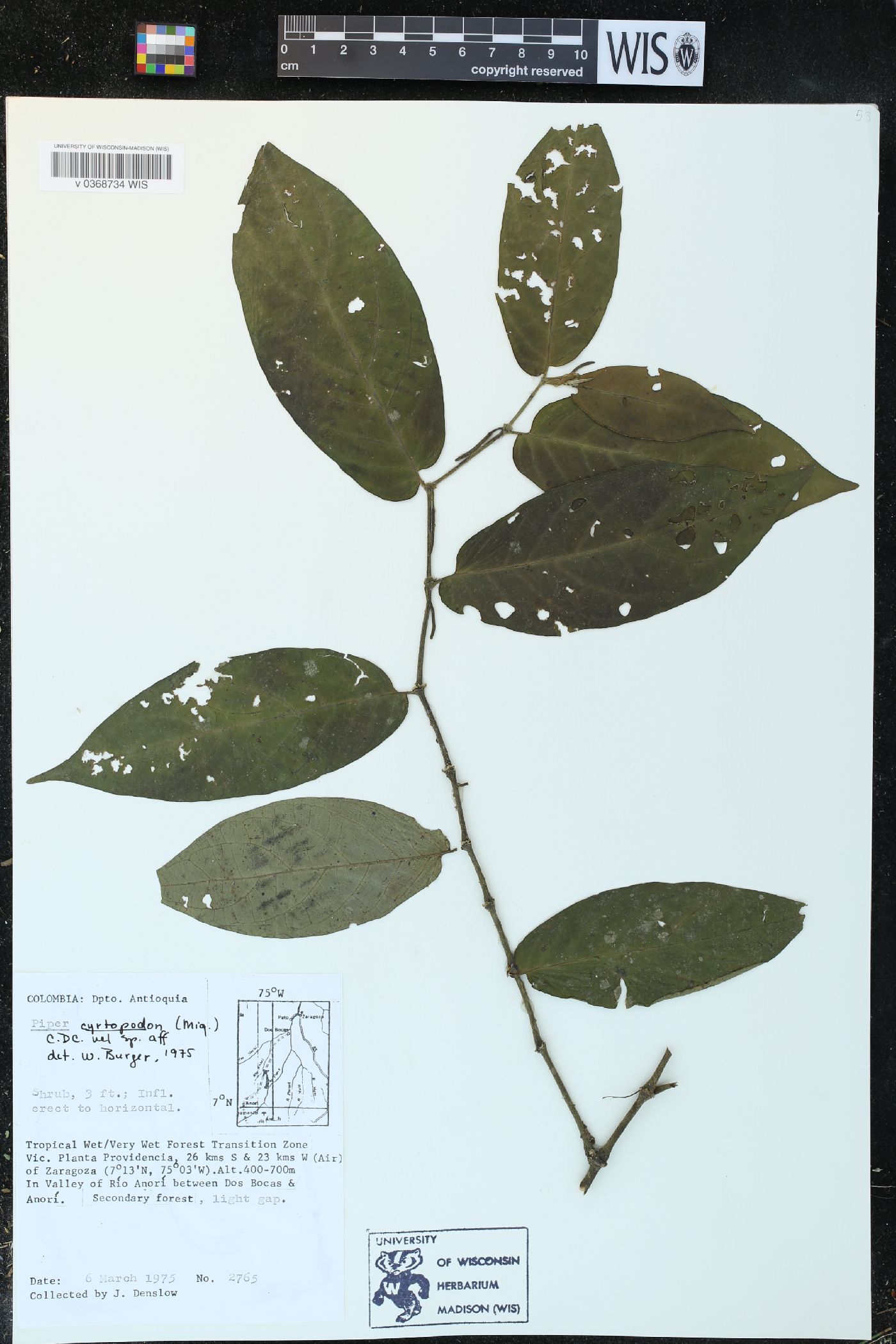 Piper cyrtopodon image