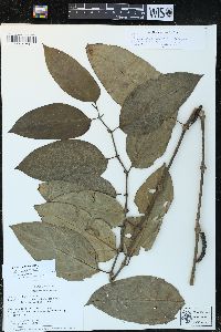 Piper vicosanum image