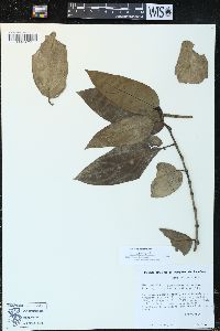 Piper divaricatum image