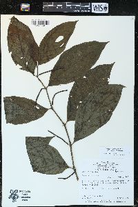 Piper dumosum image