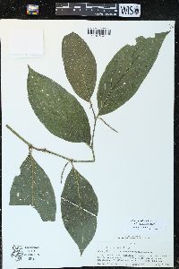 Piper dumosum image