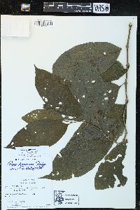 Piper dumosum image