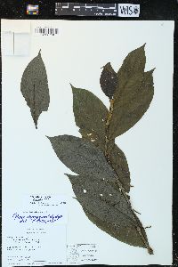 Piper dumosum image