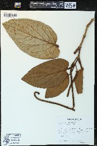 Piper euryphyllum image