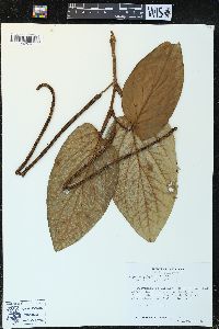 Piper euryphyllum image