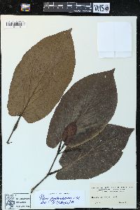 Piper fimbriulatum image