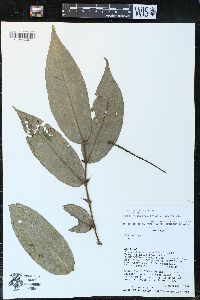 Piper francovilleanum image