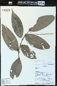 Piper francovilleanum image