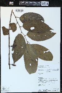 Piper glabrescens image