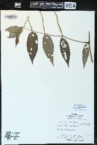 Piper glandulosissimum image