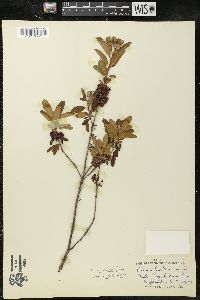 Kalmia angustifolia image