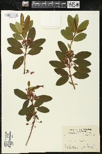 Kalmia angustifolia image