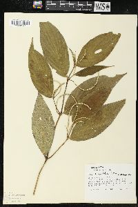 Piper lanceifolium image