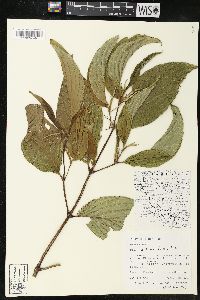 Piper lanceifolium image