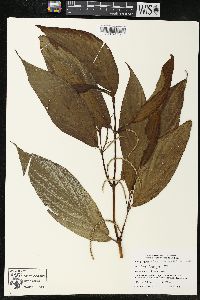 Piper lanceifolium image