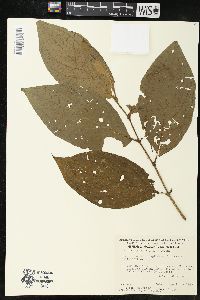 Piper linguliforme image