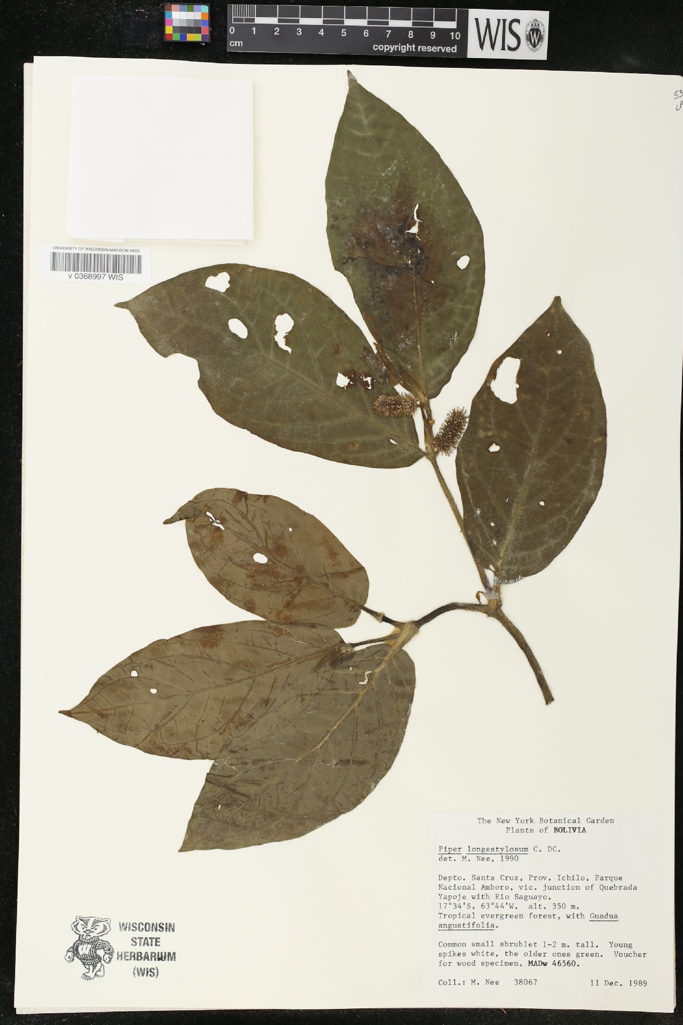 Piper longestylosum image