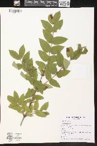 Lonicera tatarica image