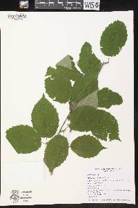 Betula alleghaniensis image