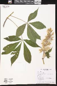 Aesculus glabra image