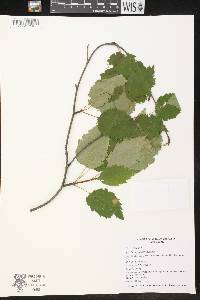 Betula papyrifera image