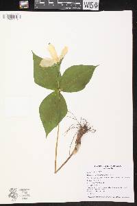 Trillium grandiflorum image