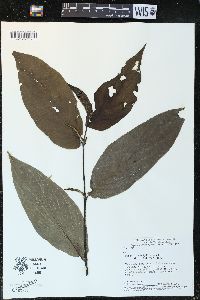 Piper malacophyllum image