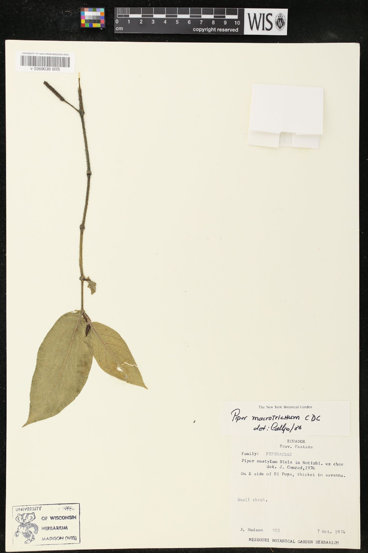 Piper macrotrichum image