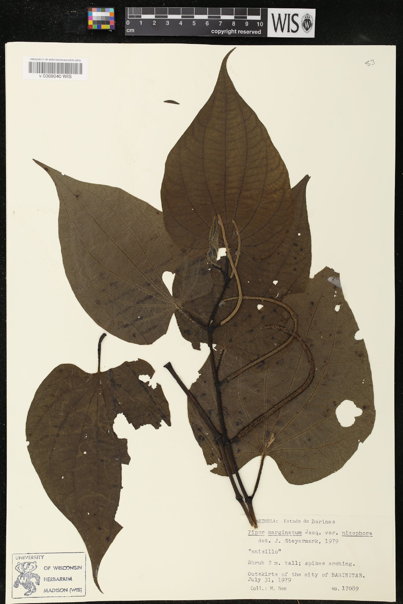 Piper marginatum var. niceforoi image