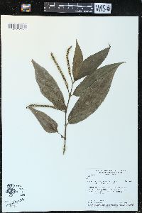 Piper gaudichaudianum var. gaudichaudianum image