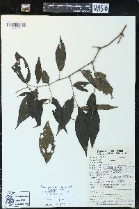 Piper gaudichaudianum image