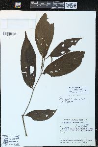 Piper gaudichaudianum image