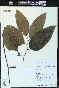 Piper glabrescens image