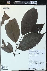 Piper glabrescens image