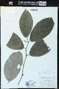 Piper glabrescens image