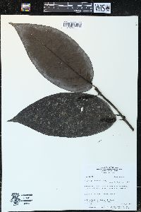 Piper glabrescens image