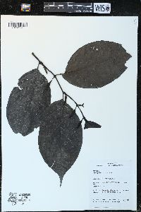 Piper glabrescens image