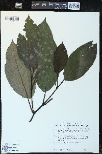 Piper glabrescens image