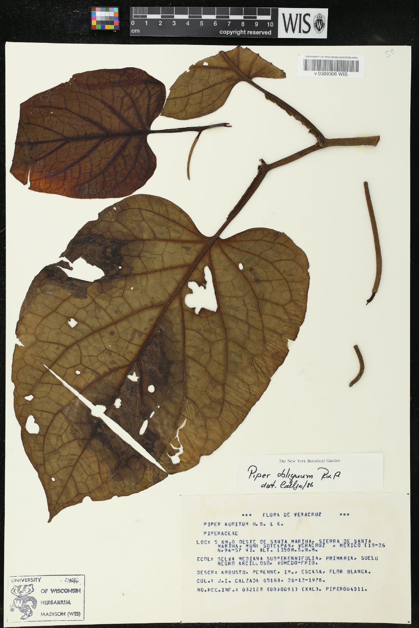 Piper obliquum image