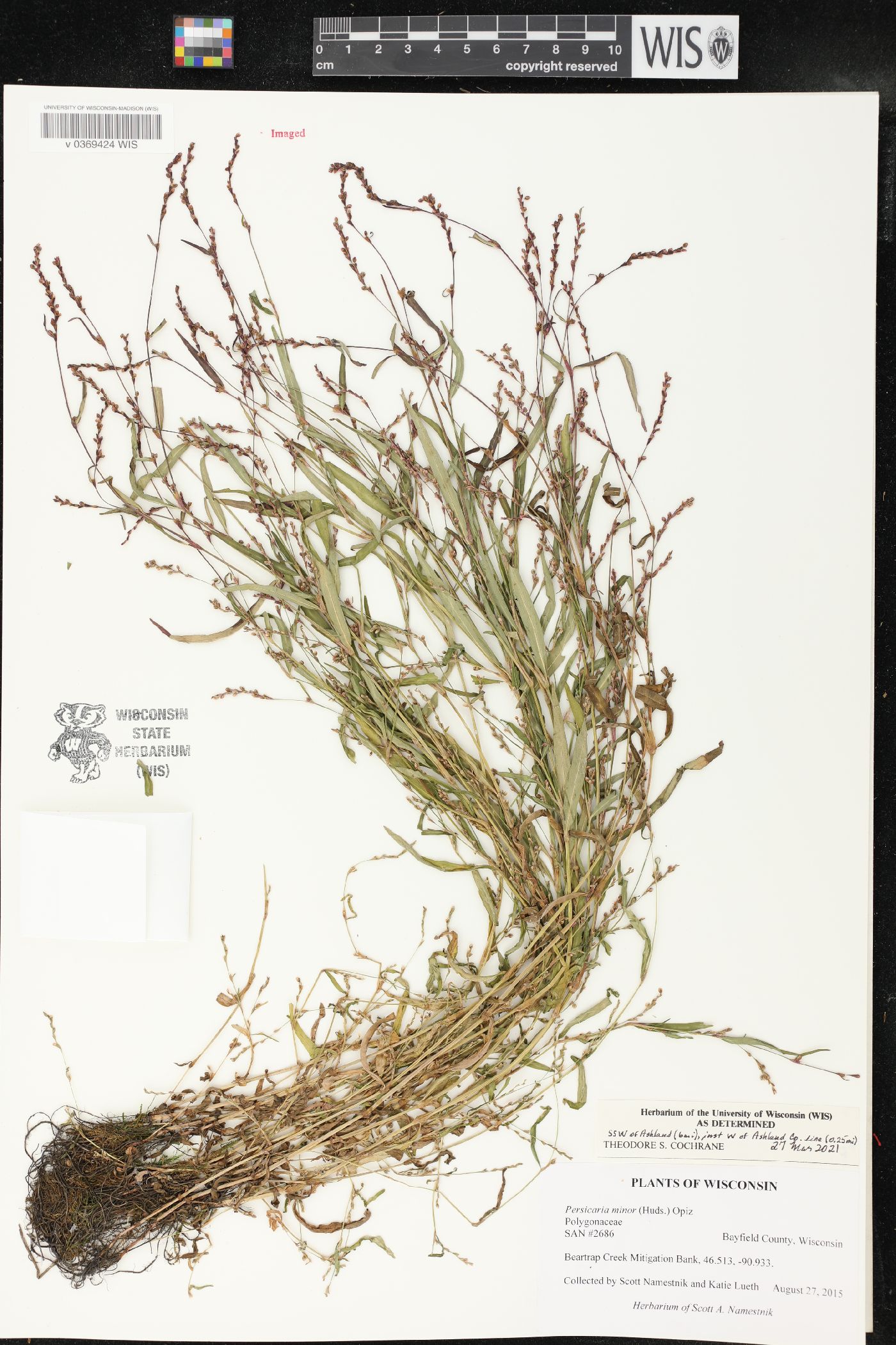 Persicaria minor image